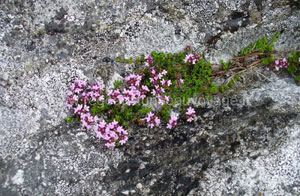 Région du Burren