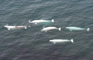 Groupe de belougas