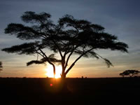 Parc National du Serengeti - Lever de soleil