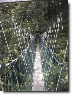Canopy walkway, série de ponts suspendus