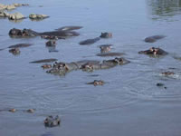 Parc National du Serengeti - Hippopotames