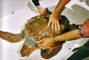 Sauvetage d'une tortue vouée à la mort à cause d'une crabe accroché à une nageoire 