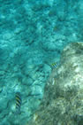 Chankanaab- ile de Cozumel - Poissons