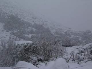 Neige