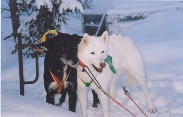 Les deux chiens de tête de l'attelage