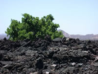 Parc National de Tsavo Ouest - Arbuste sur une coulée de lave