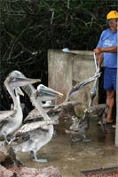 Les pélicans attendent les restes - Santa Cruz