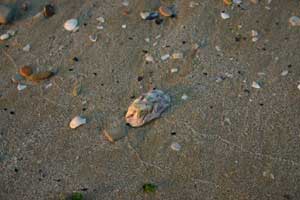 plage de Catolica