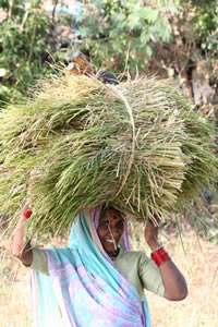 Paysanne indienne