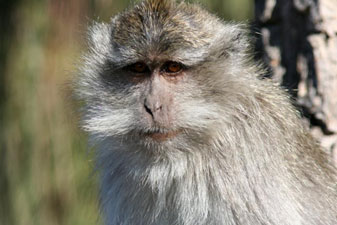 Macaque