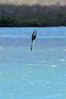 Fou à pieds bleus plongeant pour pêcher - Floreana