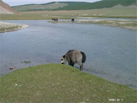 Lac Khosgol