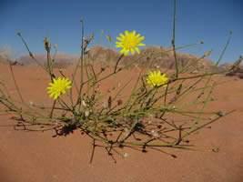 étonnante fleur jaune au milieu du désert