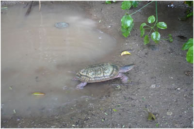 Tortue