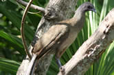 Ortalide chacamel