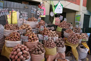 Arequipa - Pommes de terre au marché