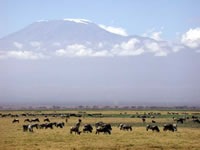 Parc National d'Amboseli - Gnous et zèbres au pied du Kilimandjaro