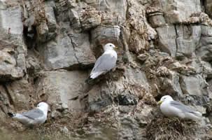 mouettes tridactyles