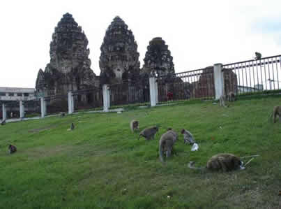 Lop Buri, la cité des singes