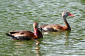 Dendrocygne à ventre noir