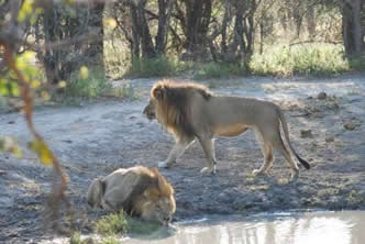 Des lions au camp de Moremi