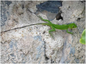 Lézard vert