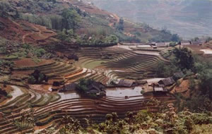 Rizières de Sapa