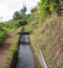 La levada des mimosas