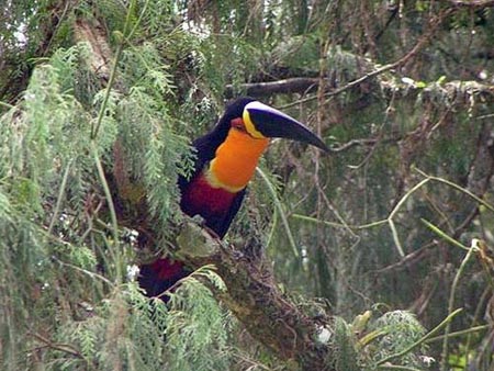 Toucan