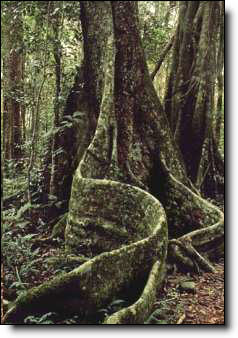 Un arbre certainement vieux de quelques centaines d'années