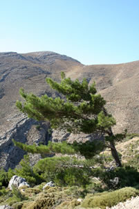 Arbre sculpté par le vent 