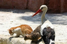 cigogne et chats