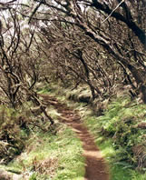 Le chemin féerique au milieu de la forêt