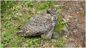 Hibou
