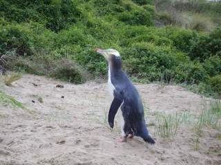 Pingouin