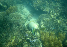 Coraux de  l'ile de gili nanggu