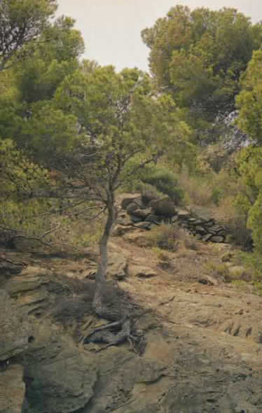 Arbres et ses racines sur le rocher