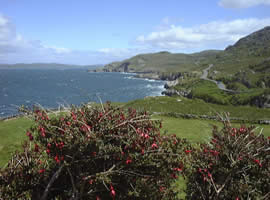 Beara