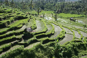 Rizières de Tirtagangga