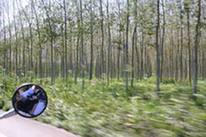plantations d'arbres au bord de route