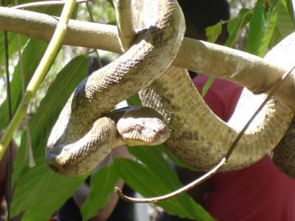 Serpent