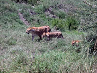 Parc National du Serengeti - Famille de lions