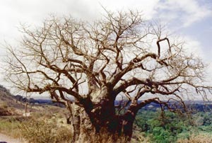 baobab