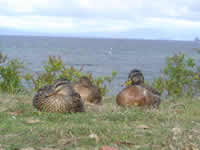 Canards sur les berges du lac