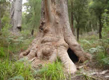 encalyptus géant
