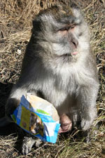 Macaque