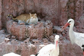 cigognes et chat