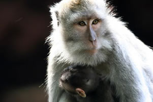 Macaque