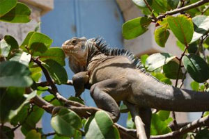 iguane petite terre