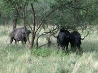Parc National du Serengeti - Buffles